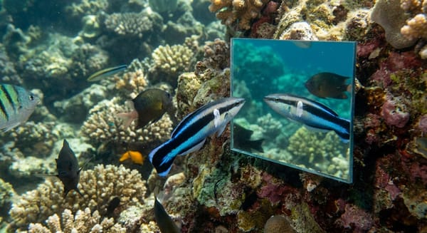 Рыба в зеркале, которая разрушила наши представления о сознании